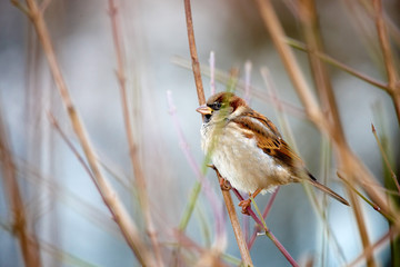 Sparrow