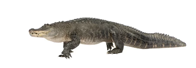 Photo sur Plexiglas Crocodile Alligator d& 39 Amérique (30 ans) - Alligator mississippiensis