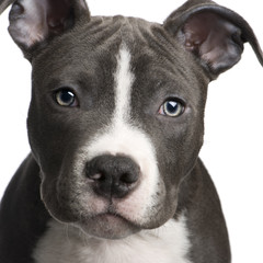 American Staffordshire terrier puppy (3 months)