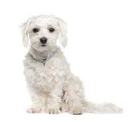 maltese dog (18 months)