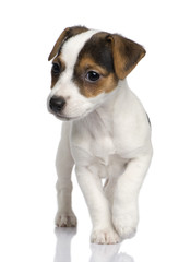 puppy Jack russell (8 weeks)