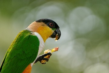 perroquet1