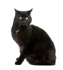 black European Shorthair cat (5 years)