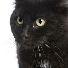black European Shorthair cat (5 years)