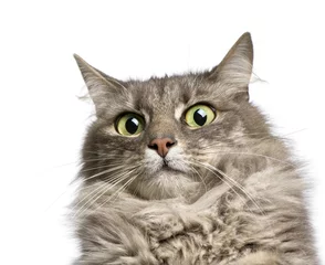 Crédence de cuisine en verre imprimé Chat close-up on a Crossbreed angora cat and european cat (9 years)