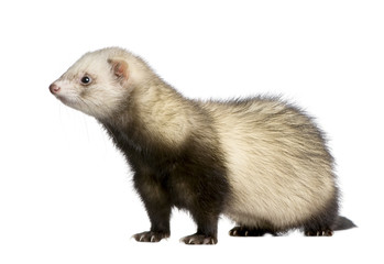 ferret - Mustela putorius furo