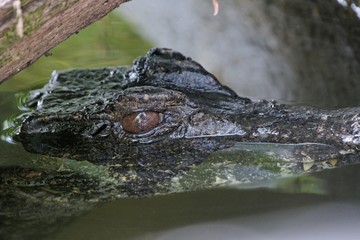 caiman