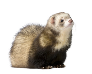 Fototapeta premium ferret - Mustela putorius furo