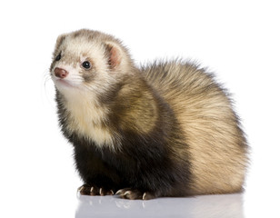 Fototapeta premium ferret - Mustela putorius furo