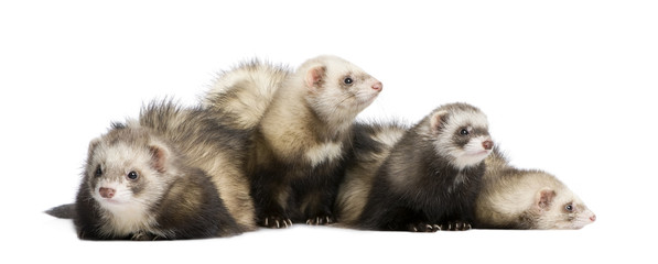 Fototapeta premium ferret - Mustela putorius furo