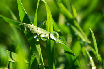 drop on  grass
