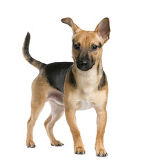 Mixed-Breed Dog between a jack russel and a pinscher (7 months)