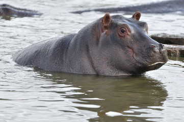 baby hippopotam