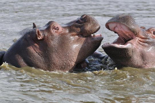 playing hippopotams