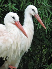 Storchenpaar
