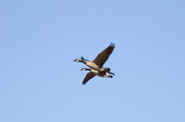 Canadian goose