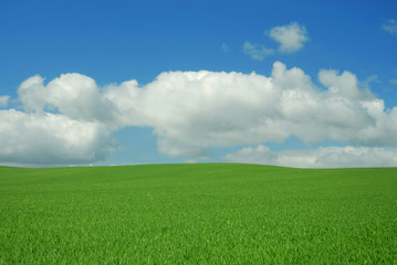 Getreidefeld im Frühjahr