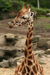 Animals: Giraffe licking its lips