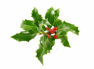 Holly