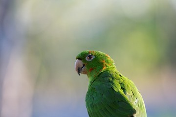 perroquet3