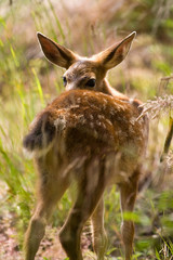 Blacktail Fawn Deer