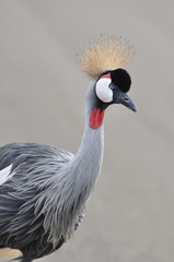 Fototapeta premium Black Crowned Crane