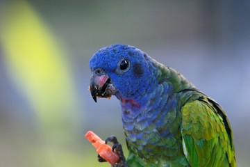perroquet6