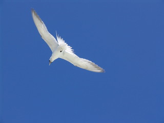 Vol de l'oiseau blanc
