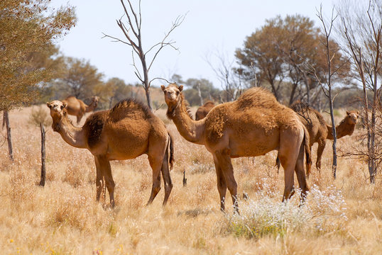 Dromedare im Outback. Australien