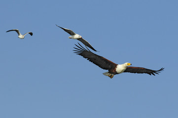 African fish eagle (Haliaeetus vociferoides)