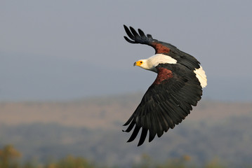 African fish eagle (Haliaeetus vociferoides)