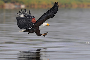 African fish eagle during the fish catching.