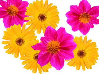 Flowers decorative from a garden