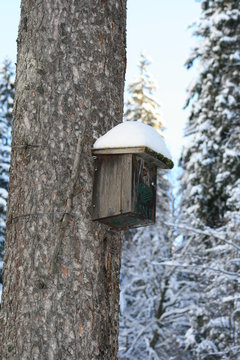 abrit pour oiseau