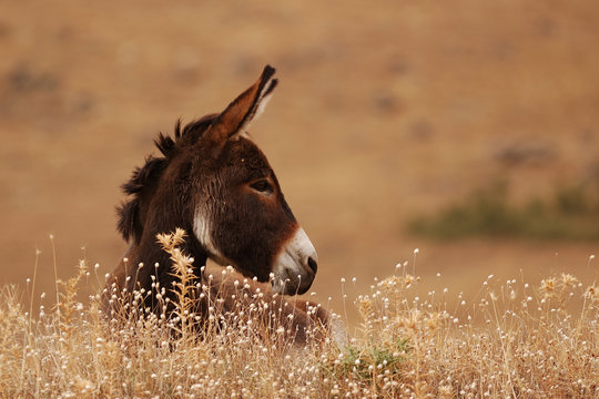 Donkey