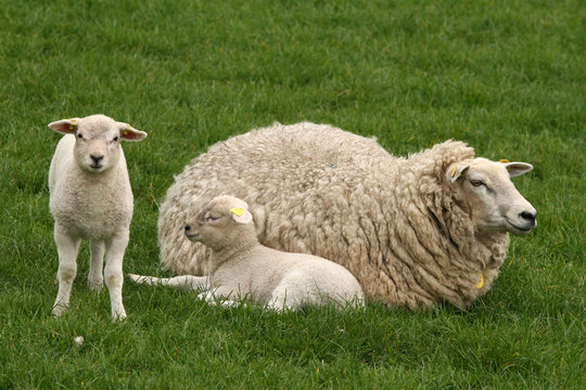 Two Lambs And Mother Sheep