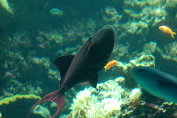 poisson tropical