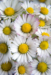 Fototapeta premium flower 20