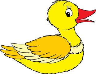 Duck
