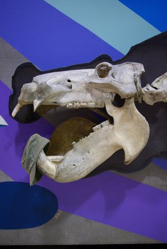 Dino-&Uuml;berfall