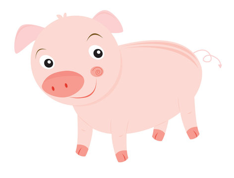 pig illustration