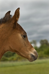 Foal in profile against stormy sky background