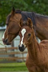 Naklejka premium Mother horse and her baby foal