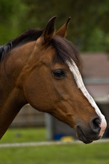 Obraz premium Bay horse in profile