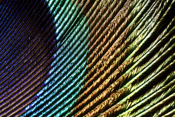details of the feather of a peacock