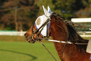 trotteur de course © beatrice prève