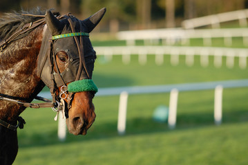 cheval de course © beatrice prève