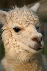 Lama blanc gros plan 2