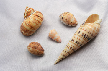 Sea bounty
