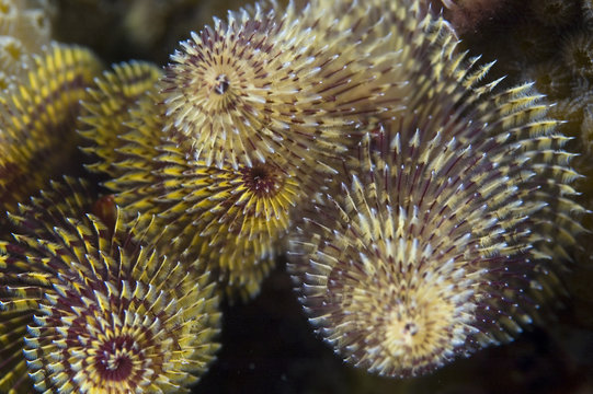 Christmas Tree Worm-Spirobranchus giganteus